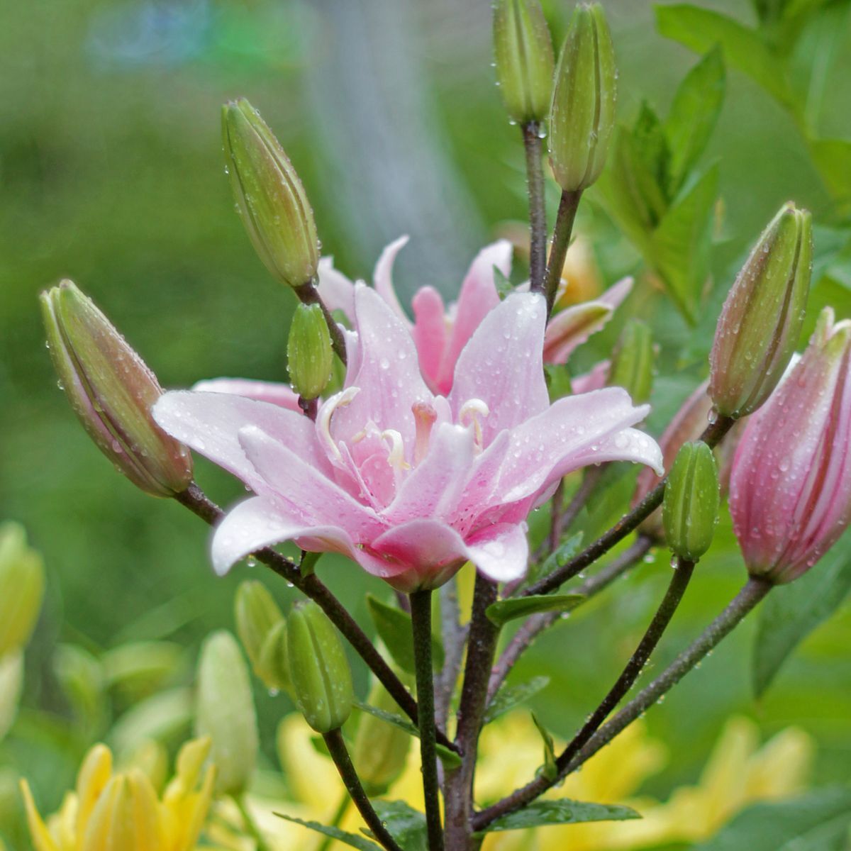 Double Asiatic Lily- Elodie