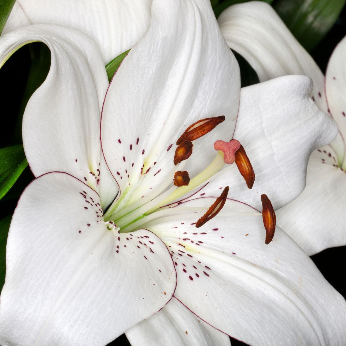 Oriental Lily- Eyeliner