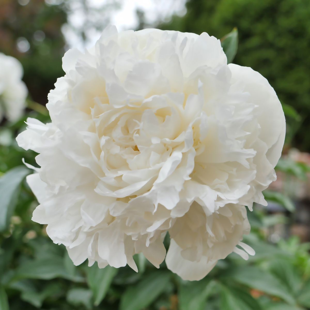 Herbaceous Peony- Duchesse de Nemours