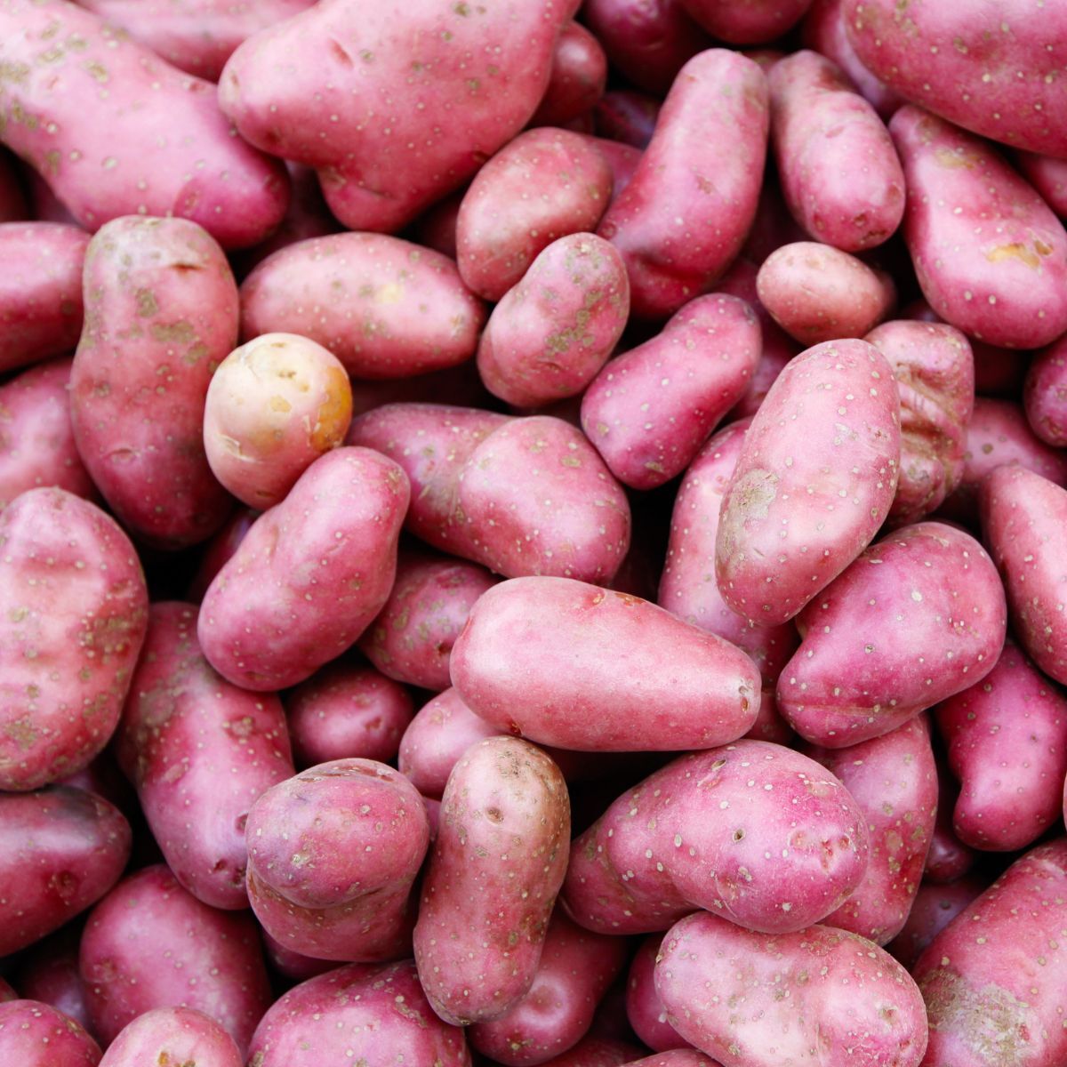 Certified Seed Potato- Ruby Lou