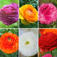 Ranunculus- Florentine Mix (Corm)