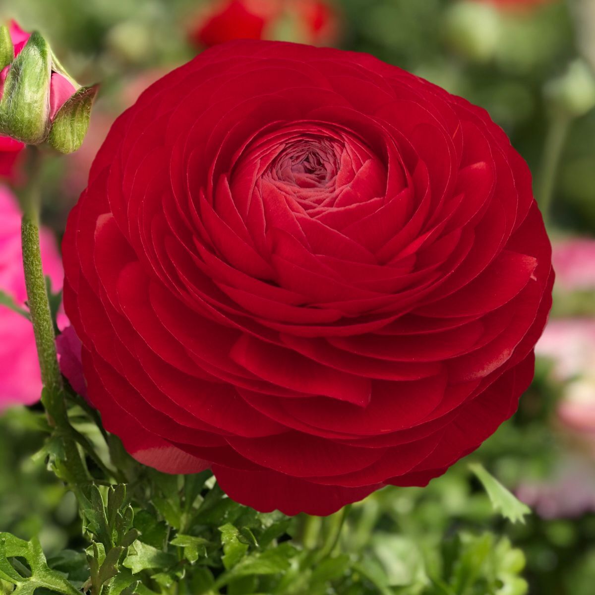 Ranunculus- Primo Rosso Red (Corm)