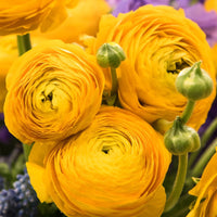 Ranunculus- Primo Giallo Yellow (Corm)