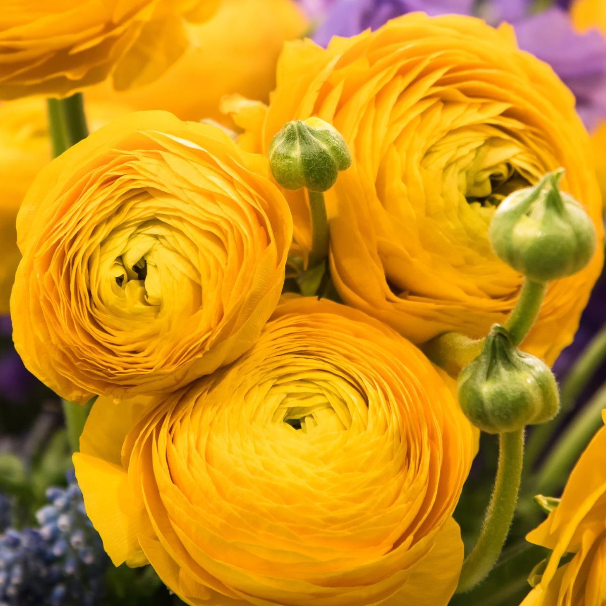 Ranunculus- Primo Giallo Yellow (Corm)