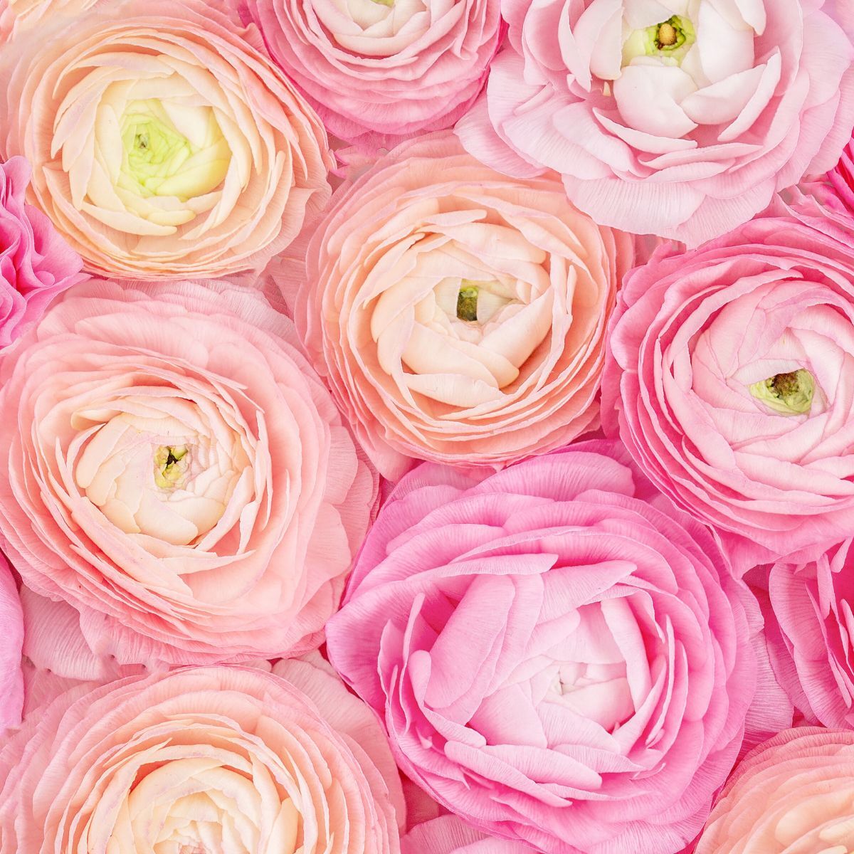 Ranunculus- Primo Pastello (Corm)