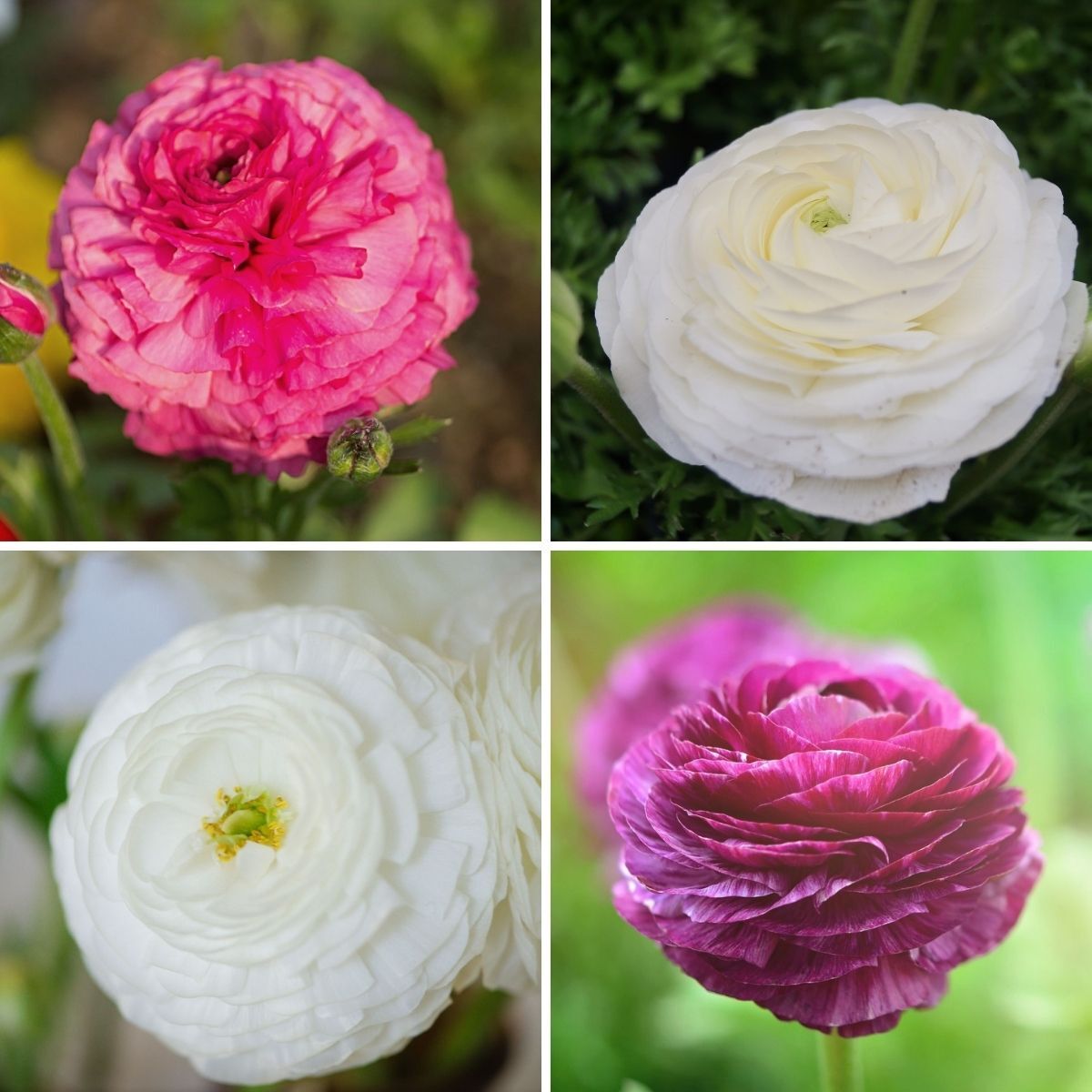 Ranunculus- Florentine Twilight Mix (Corm)