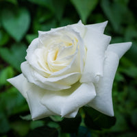 Rose- Pope John Paul II