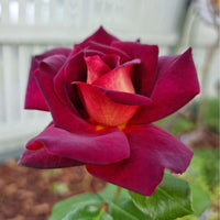 Rose- The RSL Rose
