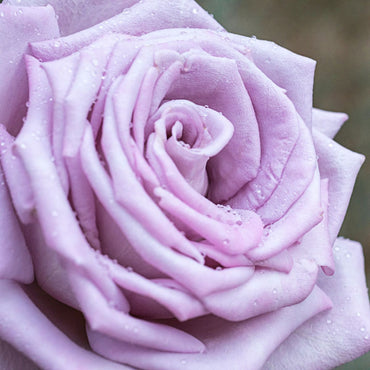 Rose- Charles de Gaulle