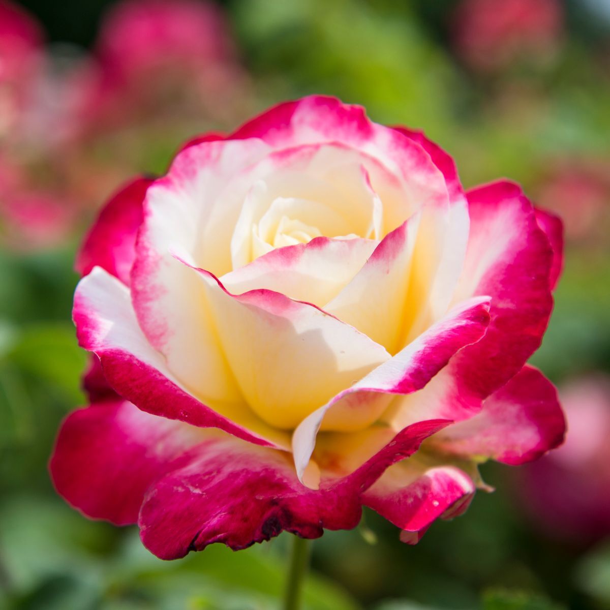 Rose- Double Delight