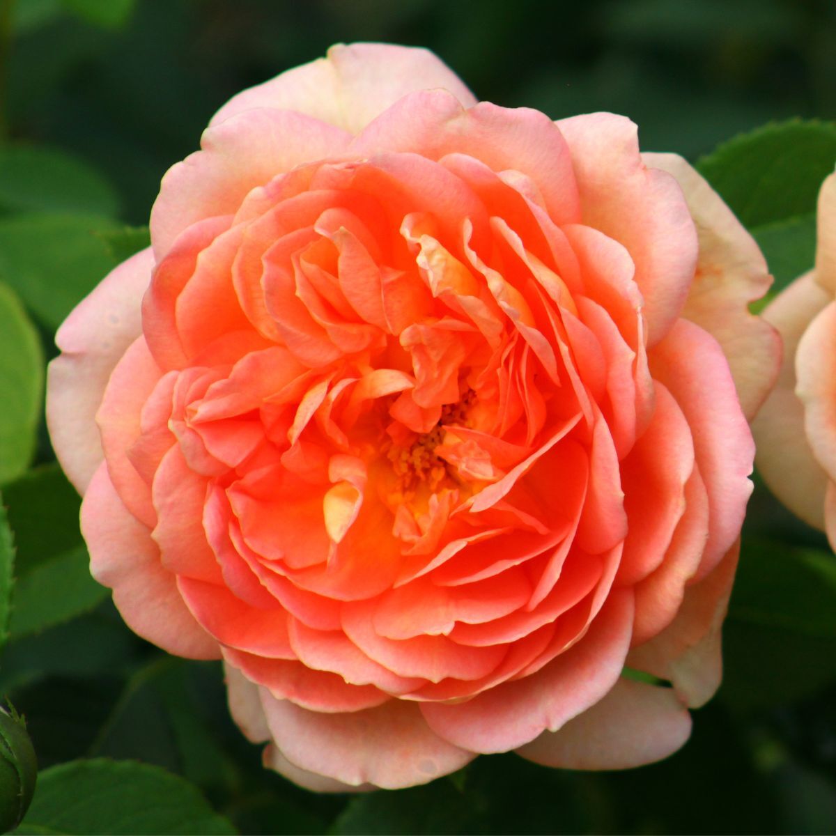 Rose- Coral Lions Rose