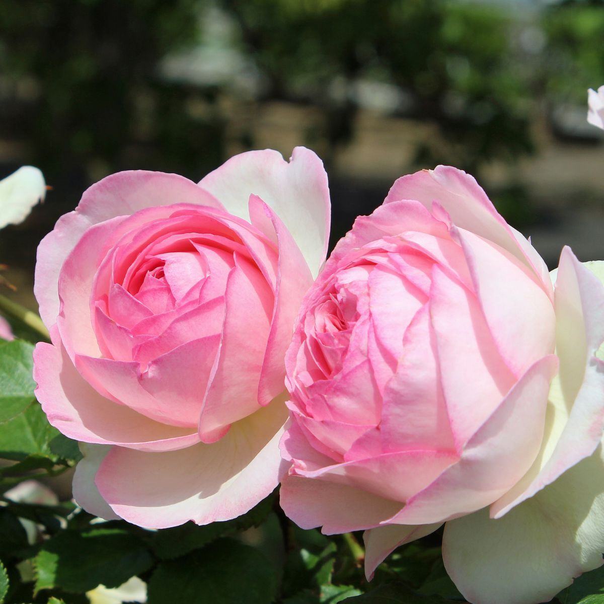 Rose- Pierre de Ronsard