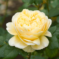 Rose- Charles Darwin