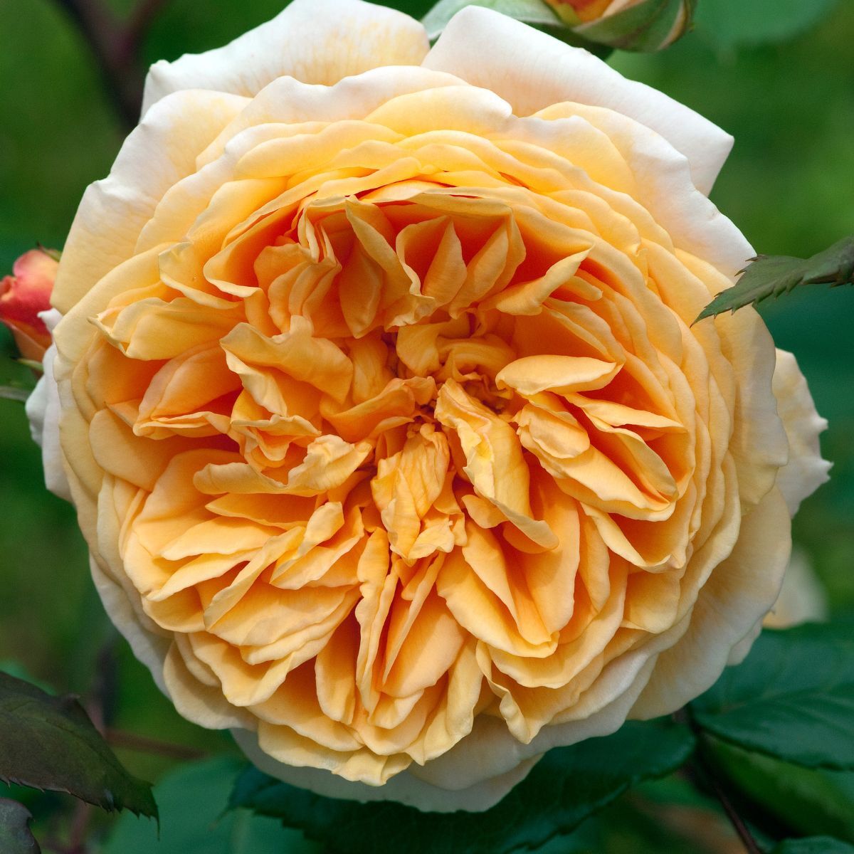 Rose- Crown Princess Margareta