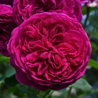 Rose- Falstaff