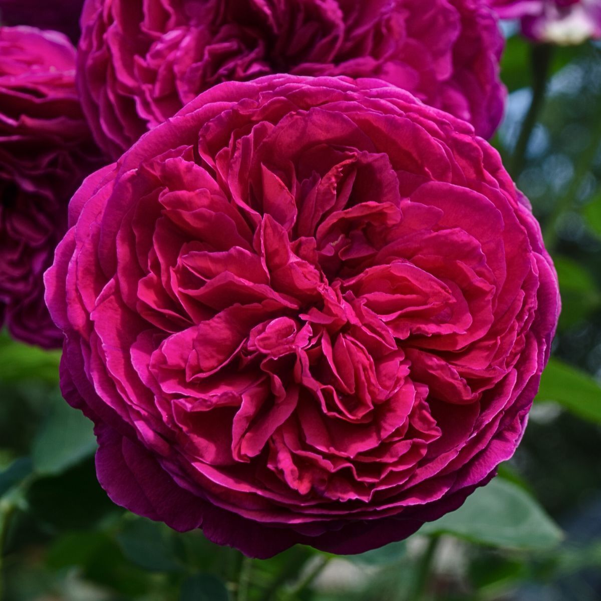 Rose- Falstaff