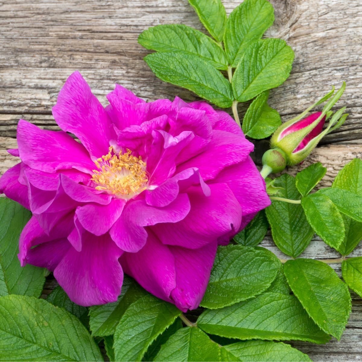 Rose- Rugosa Scabrosa