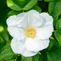 Rose- Rugosa Alba
