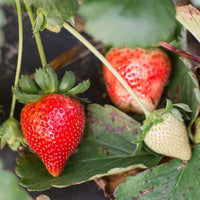 Strawberry- Melba PBR (Runner x5)