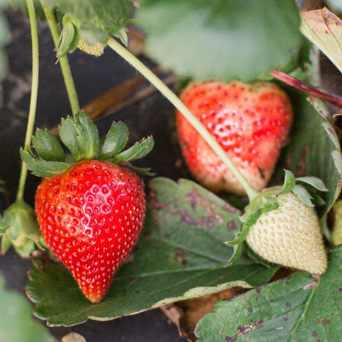 Strawberry- Melba PBR (Runner x5)