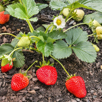 Strawberry- Chandler (Runner x5)