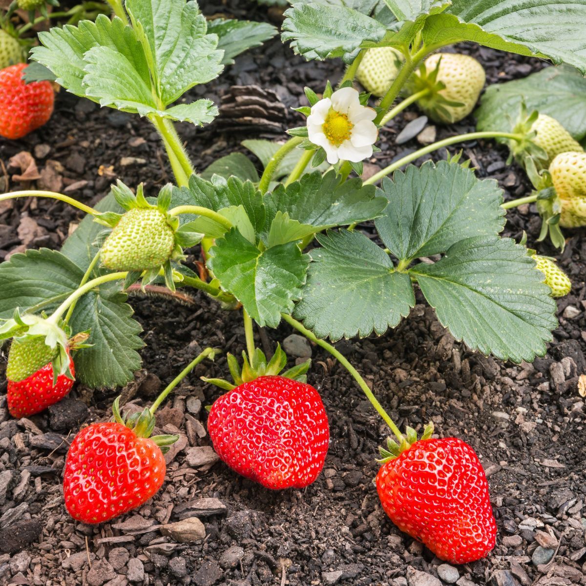 Strawberry- Chandler (Runner x5)