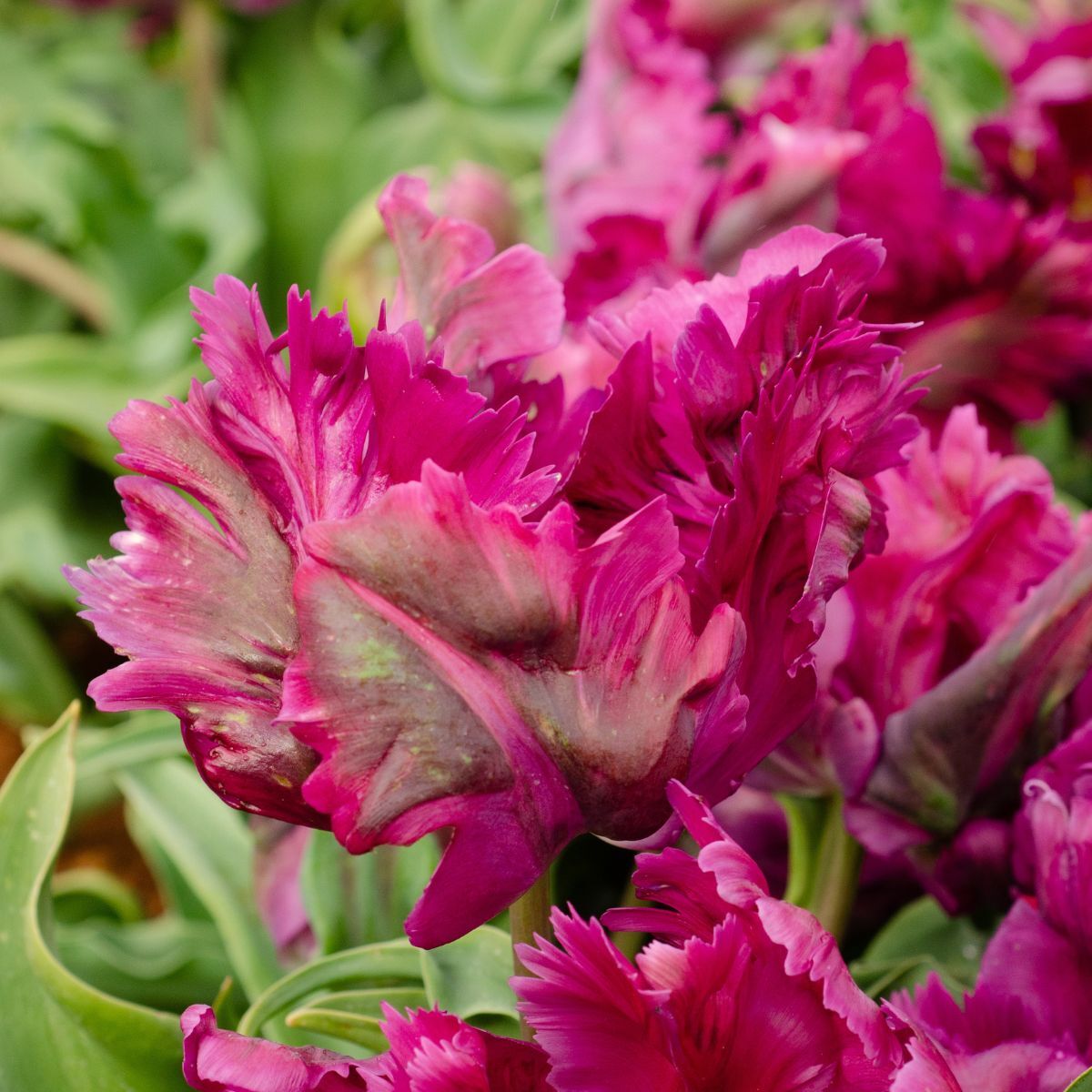 Parrot Tulip- Negrita