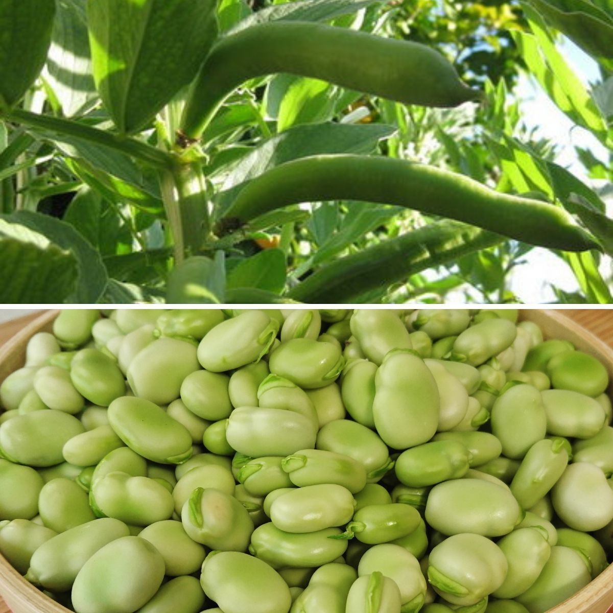 Broad Bean- Aquadulce bulk seed 100g