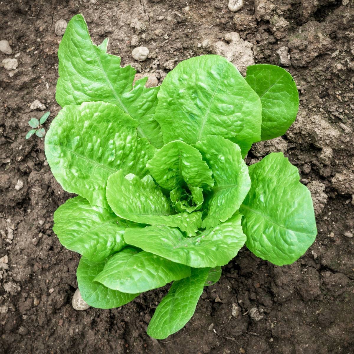 Lettuce- Parris Island Cos 25g