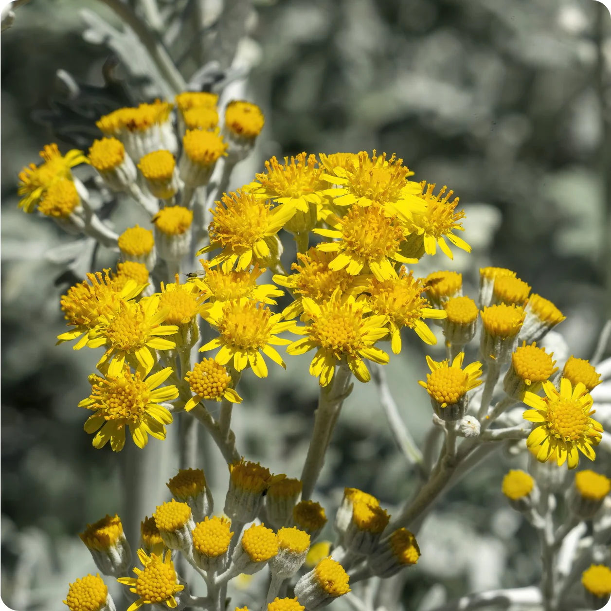 Dusty Miller - Jacobaea maritima Seeds