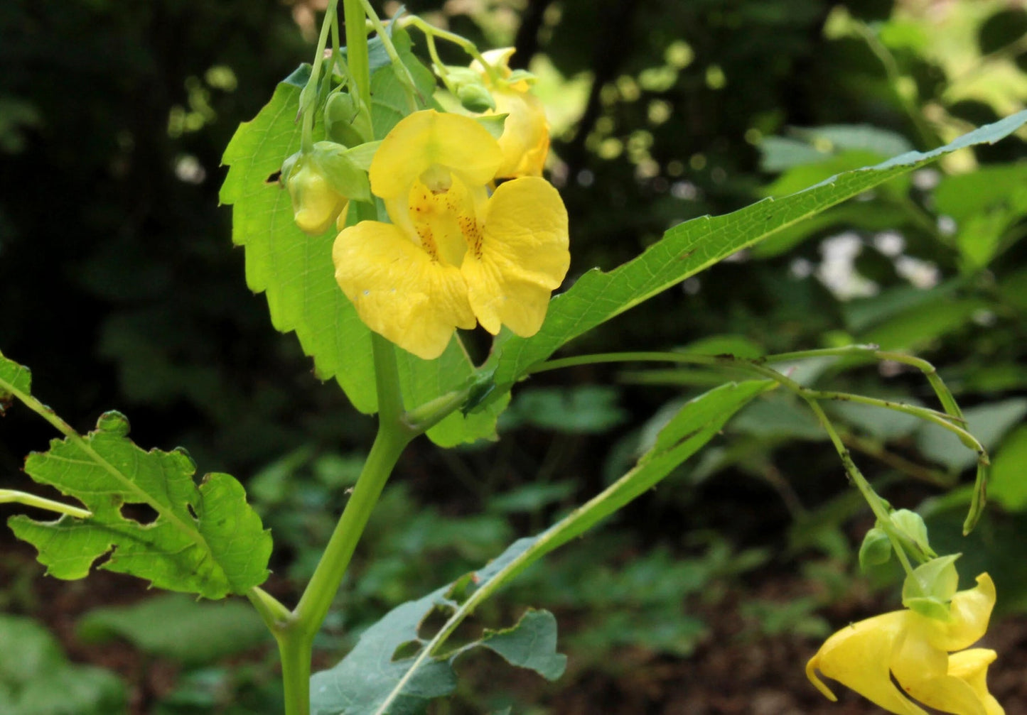 Jewelweed Native Flower Seeds – Heirloom, Non-GMO Seeds for Planting Wild Pollinator Gardens - Native for planting in home garden