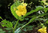 Jewelweed Native Flower Seeds – Heirloom, Non-GMO Seeds for Planting Wild Pollinator Gardens - Native for planting in home garden