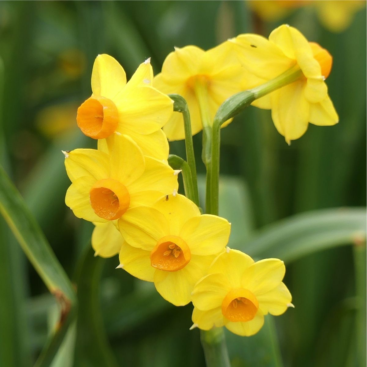Jonquil- Soleil d'Or