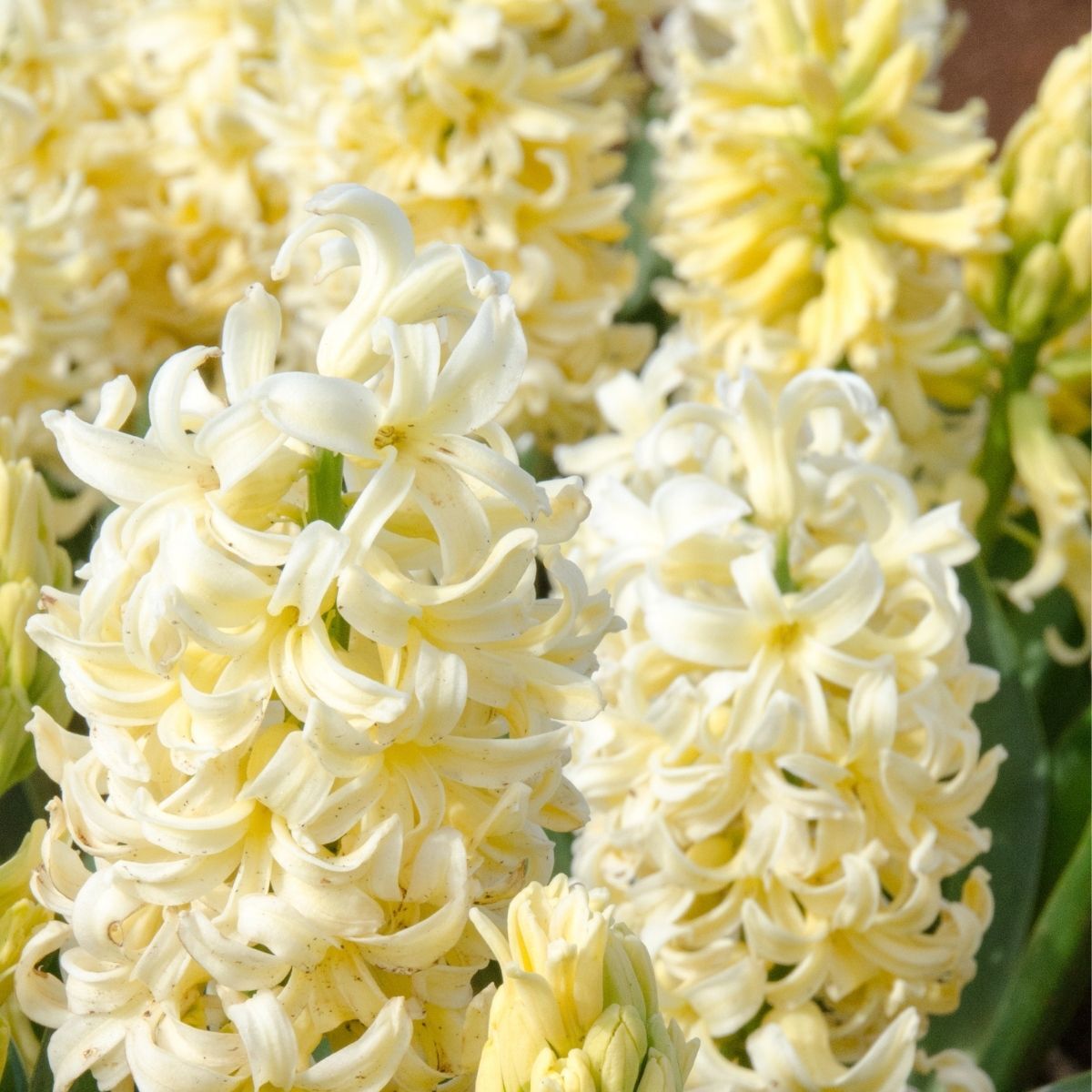 Hyacinth- Yellowstone