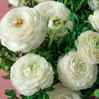 Ranunculus- Primo Bianca White (Corm)
