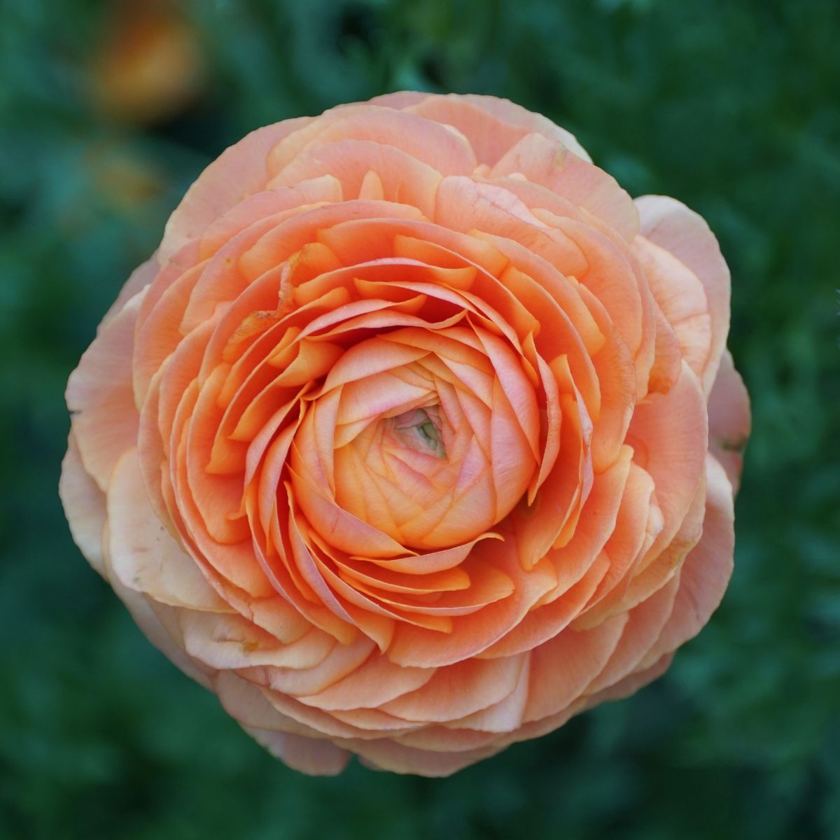 Ranunculus- Primo Salmone (Corm)