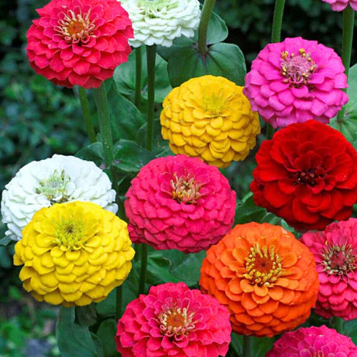 Zinnia Double Mixed Flower Seeds for Planting – Vibrant, Non-GMO, Heirloom Flower Seeds - Double for planting in home garden