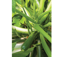 Partenon – Organic Zucchini Seeds