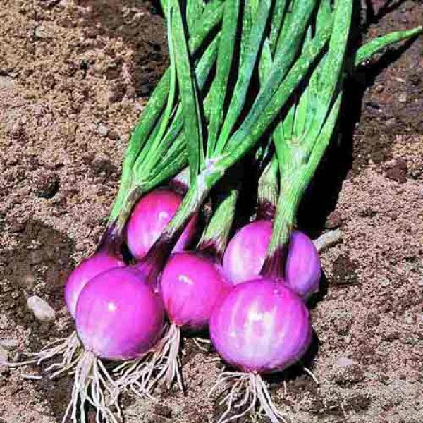 Onion- Amposta Purple