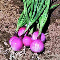 Onion- Amposta Purple
