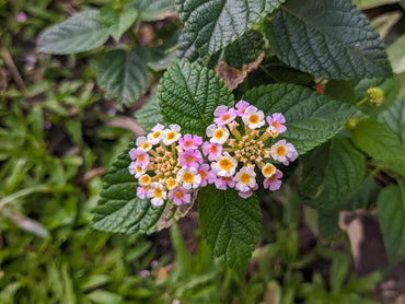 Heirloom Non-GMO Lantana Camara Flower Seeds for Planting – Colorful Drought-Tolerant Garden Blooms