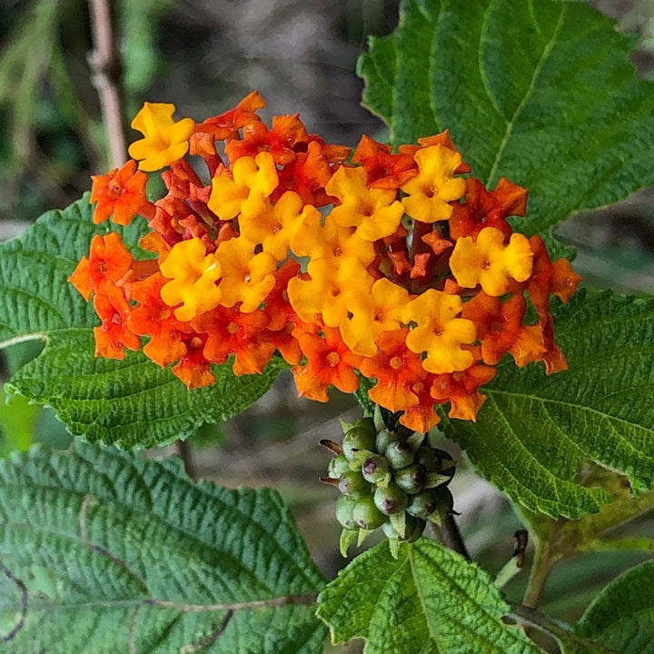 Heirloom Non-GMO Lantana Flower Seeds for Planting – Bright Butterfly-Friendly Garden Blooms