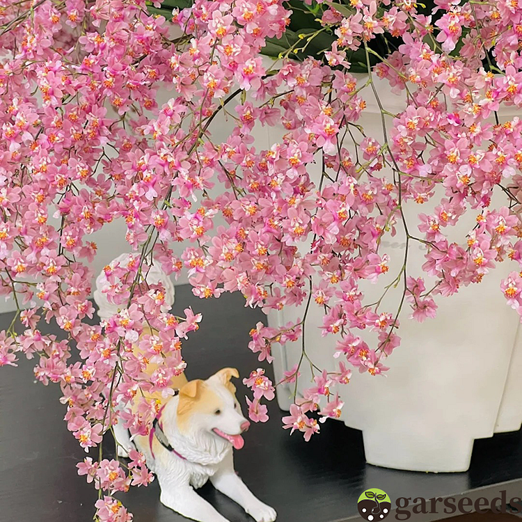 Oncidium Orchid Seeds