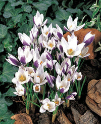 Ladykiller Snow Crocus Seeds