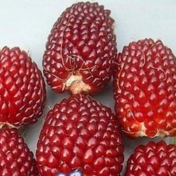 Egrow Jackfruit Strawberry Seeds