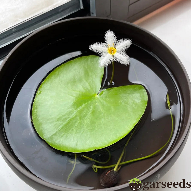 One Leaf Lotus Seeds