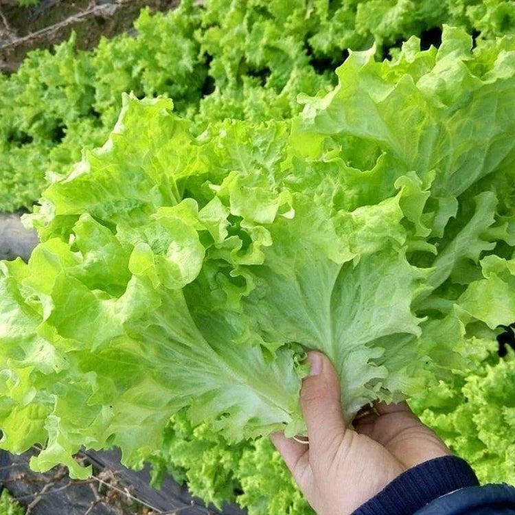 Glass Lettuce Seeds