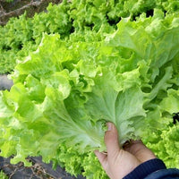 Glass Lettuce Seeds