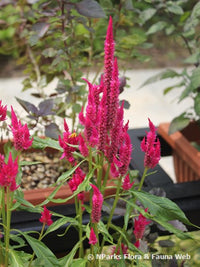 Eternity Improved – Celosia Seed