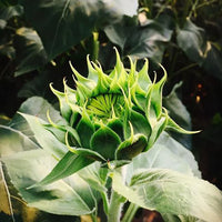 Green Hybrid Sunflower Seeds